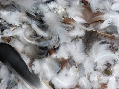 Feathers paloma birds photo