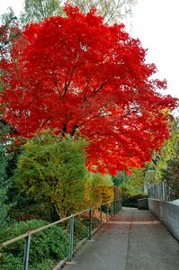Away autumn colours red