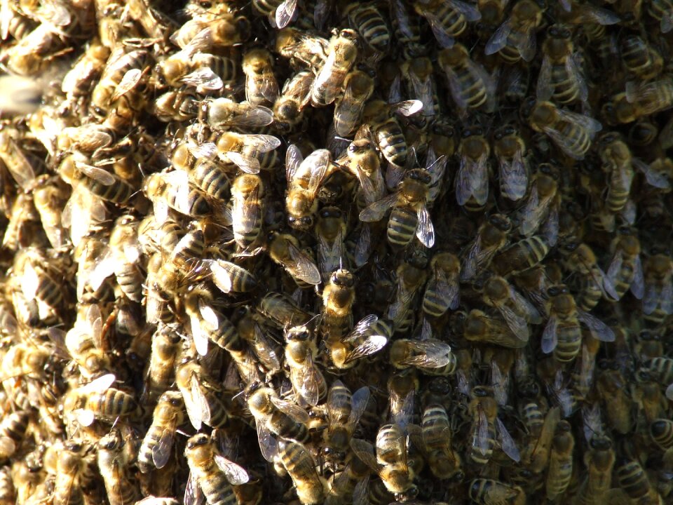 Insects bees swarm
