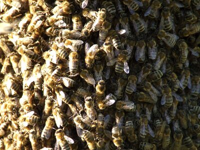 Insects bees swarm