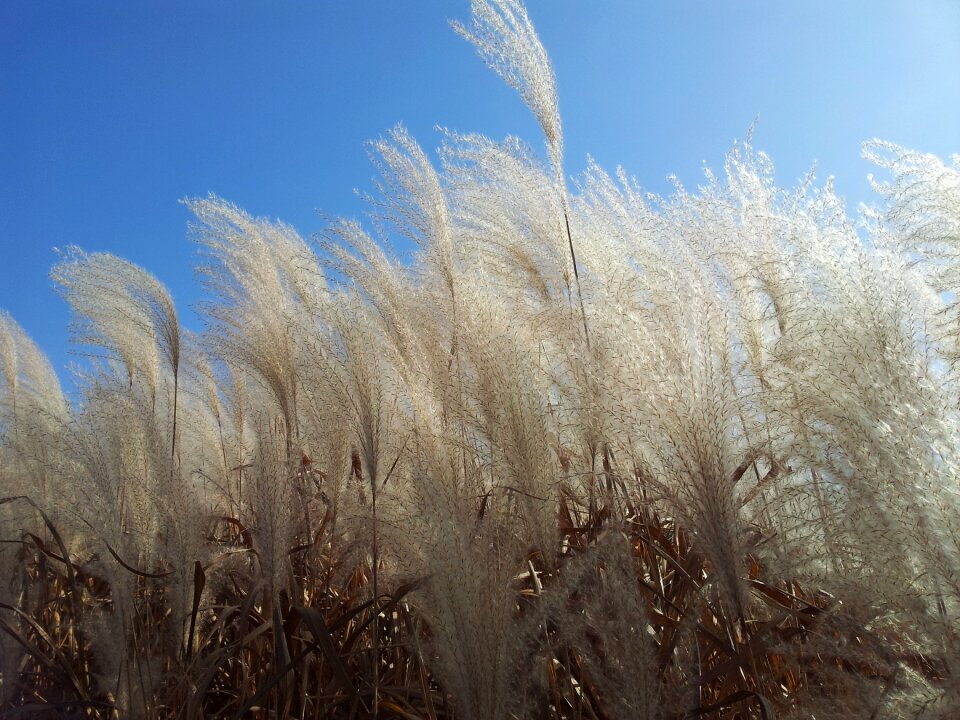 Daechung silver grass autumn sky