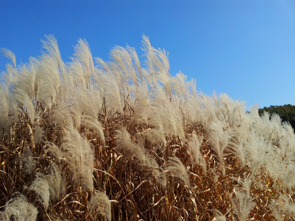Daechung autumn silver grass
