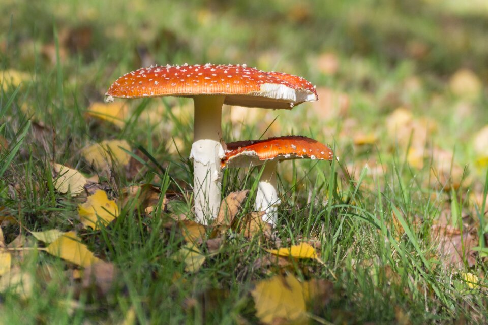 Spotted close up white dots