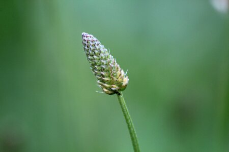 Nature herb environment photo