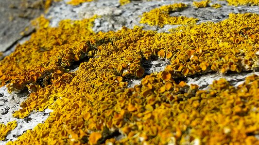 Yellow orange moss photo