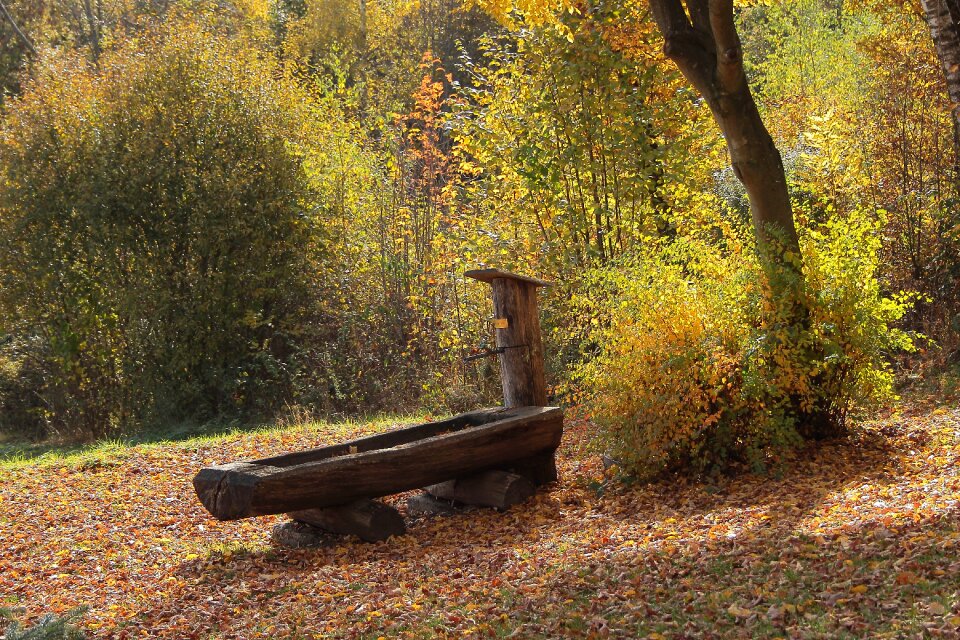 Trees leaves autumn