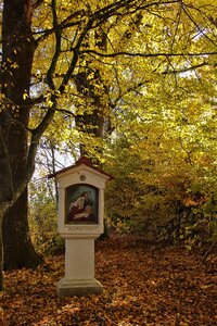 Tree nature autumn forest photo