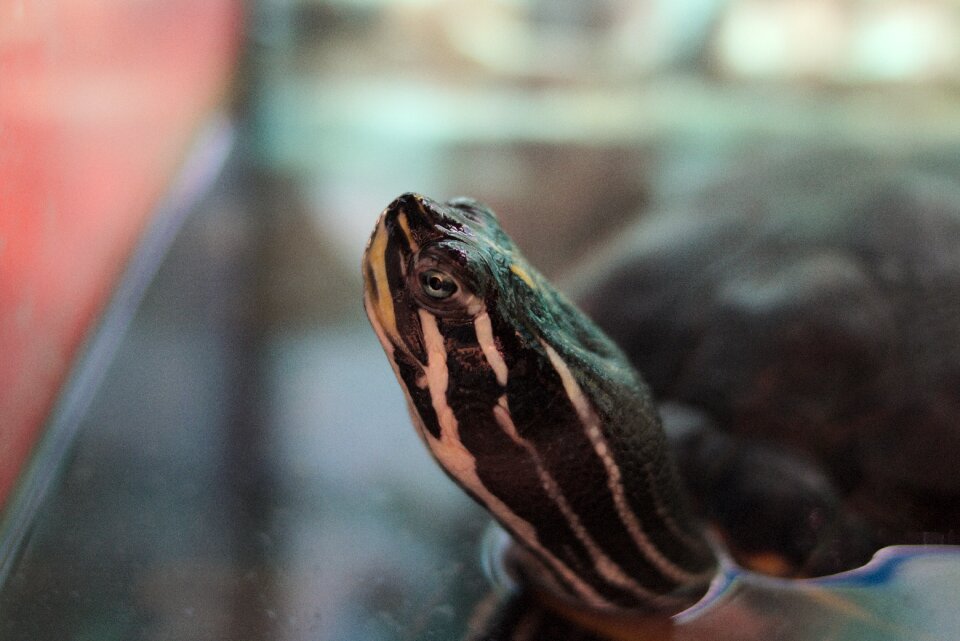 Aquarium head neck