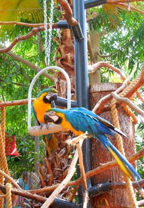 Parrots aras blue
