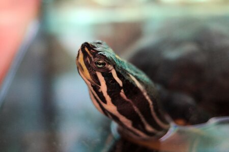 Aquarium head neck