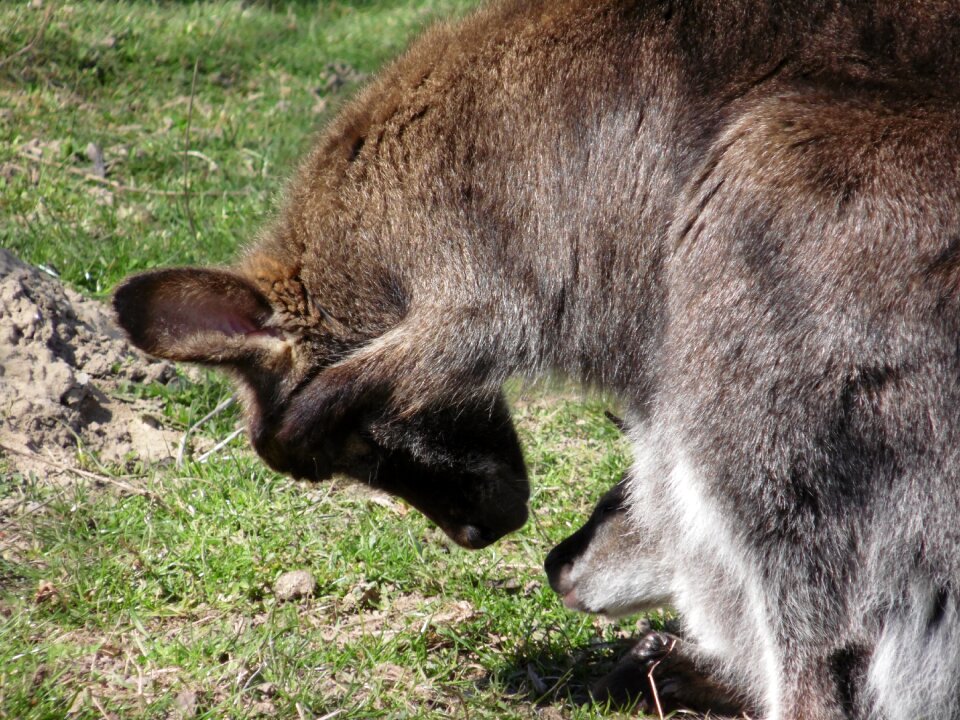 Kangaroo zoo young
