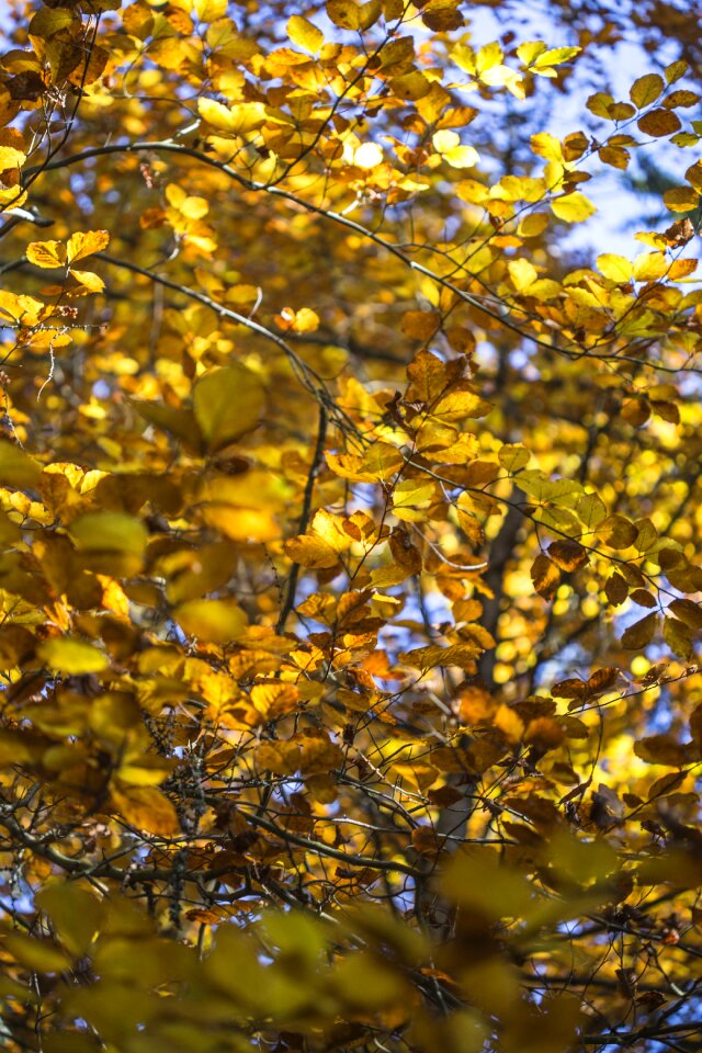 Nature leaves tree