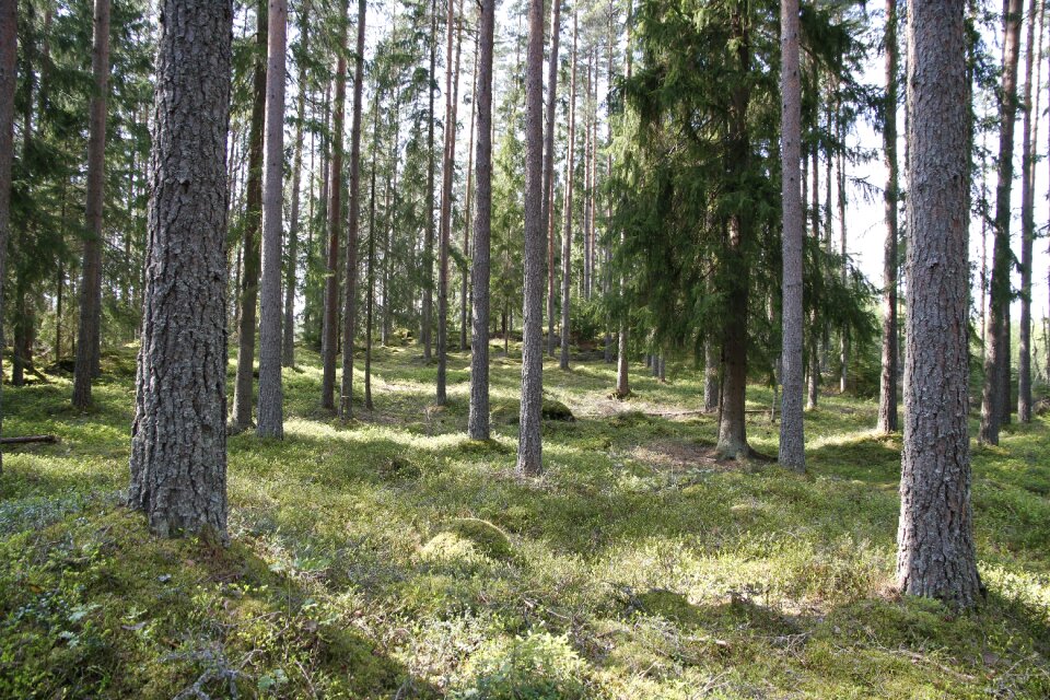 Nature tribe pine