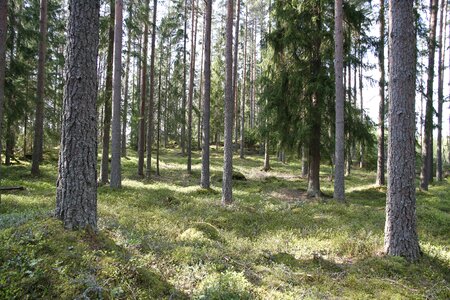 Nature tribe pine