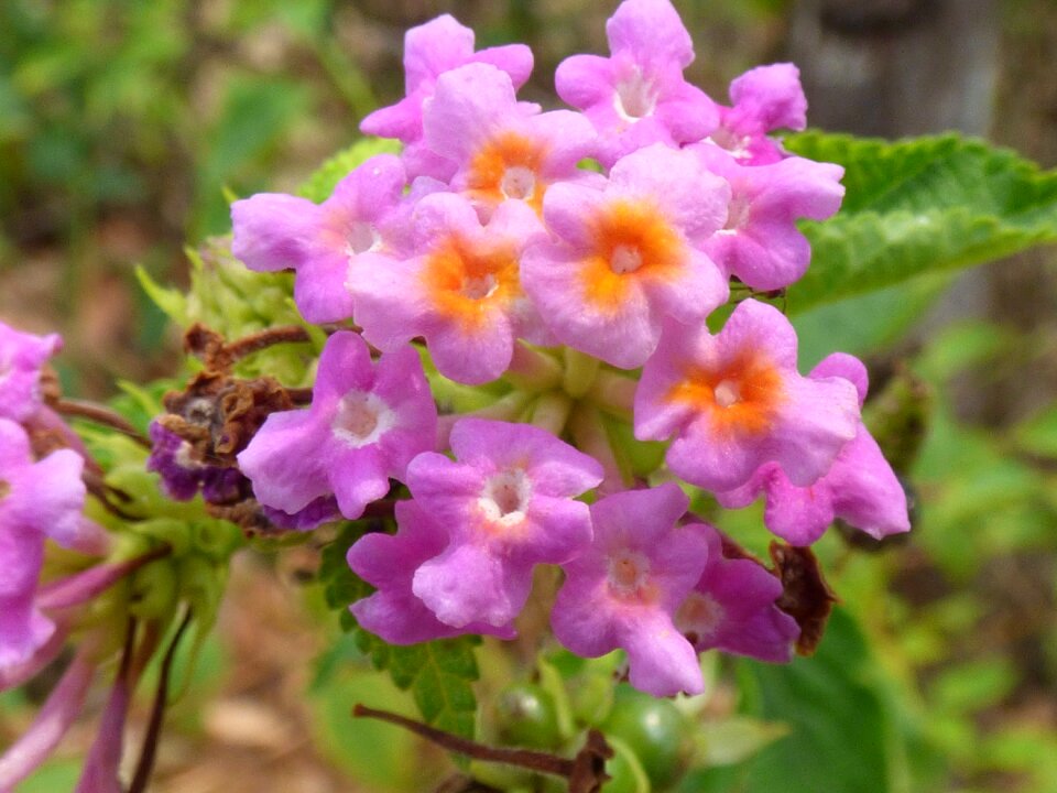 Summer blossom