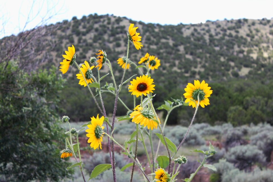 Wild sunflowers desert brush juniper