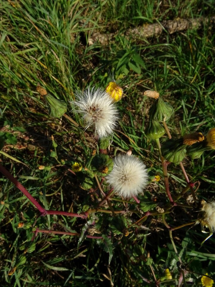 Pointed flower blossom bloom