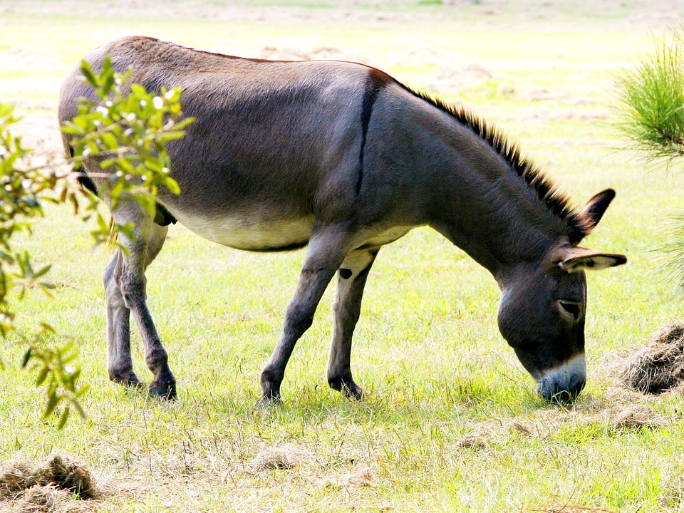 Jack male equus africanus asinus