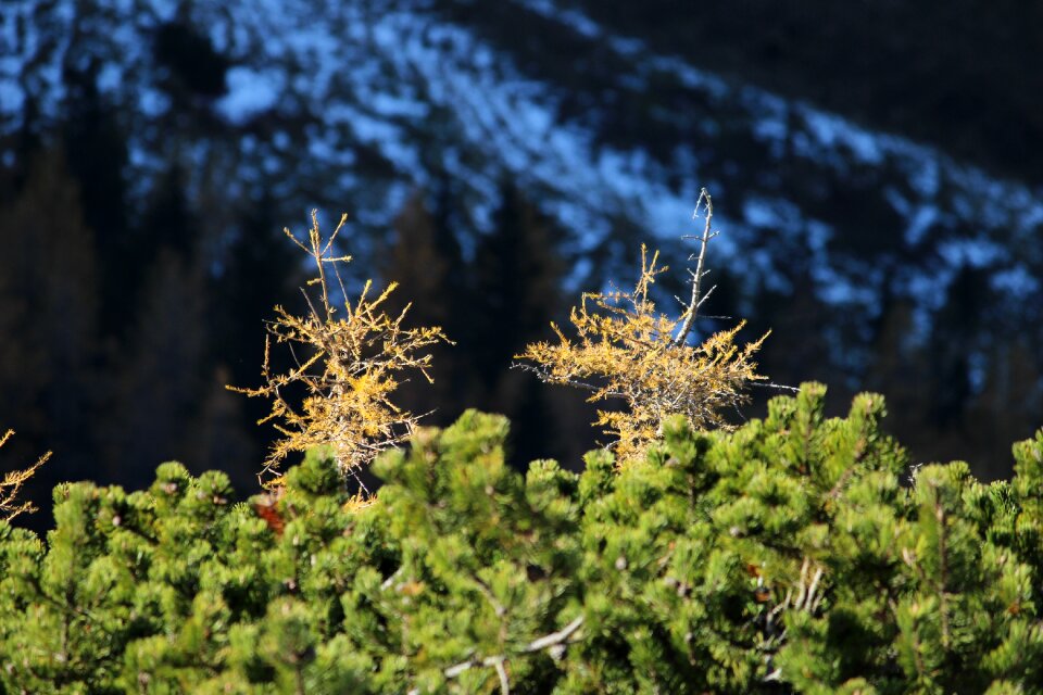 Larch mountain pine autumn snow