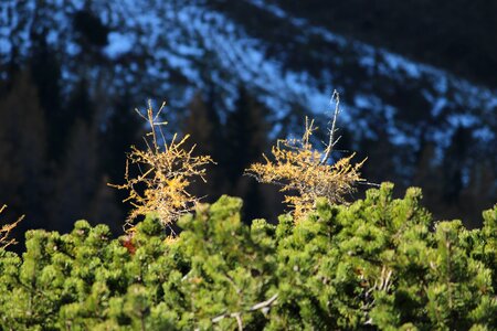 Larch mountain pine autumn snow