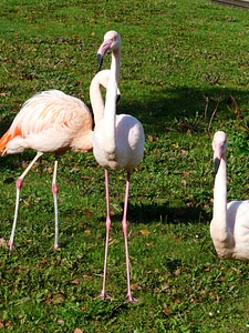 Feet pink phoenicopteriform