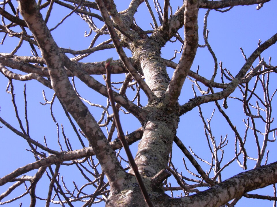 Branches branch plant