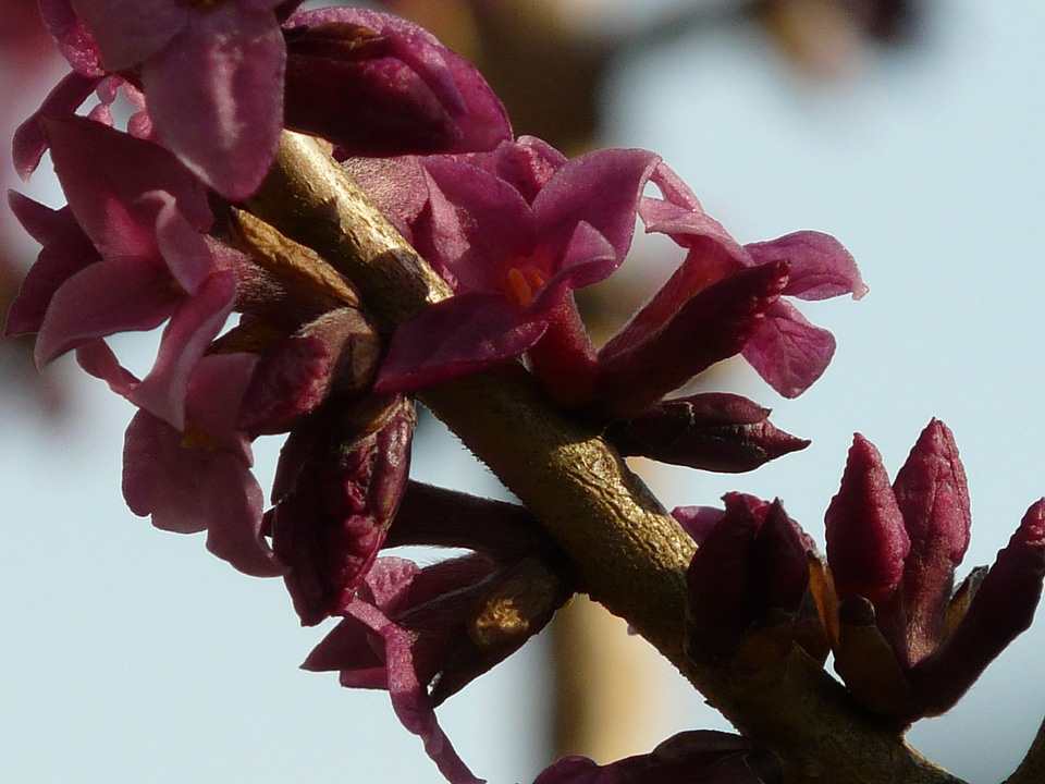 Blossom bloom bloom