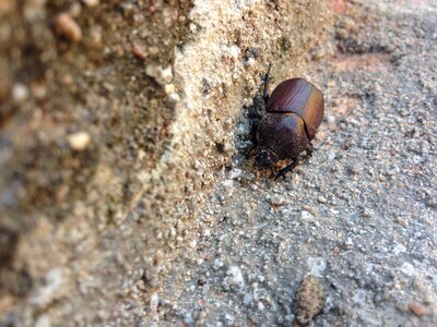 Insect detail arthropod