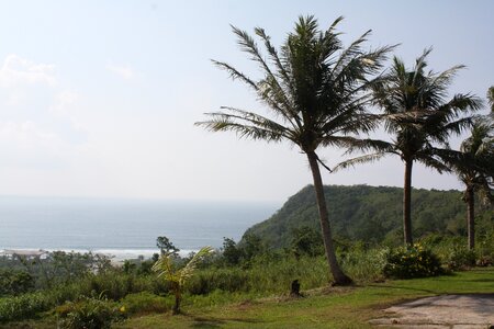 Nature palm tree landscape photo