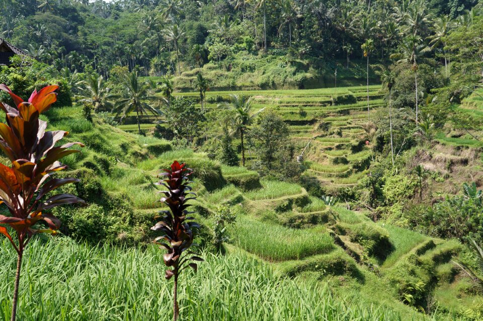 Asia farming plantation