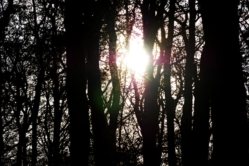 Forest black and white evergreen tree