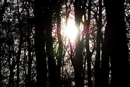Forest black and white evergreen tree