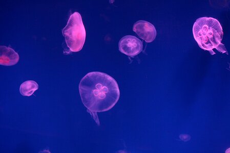 Aquarium dreamlike images fish