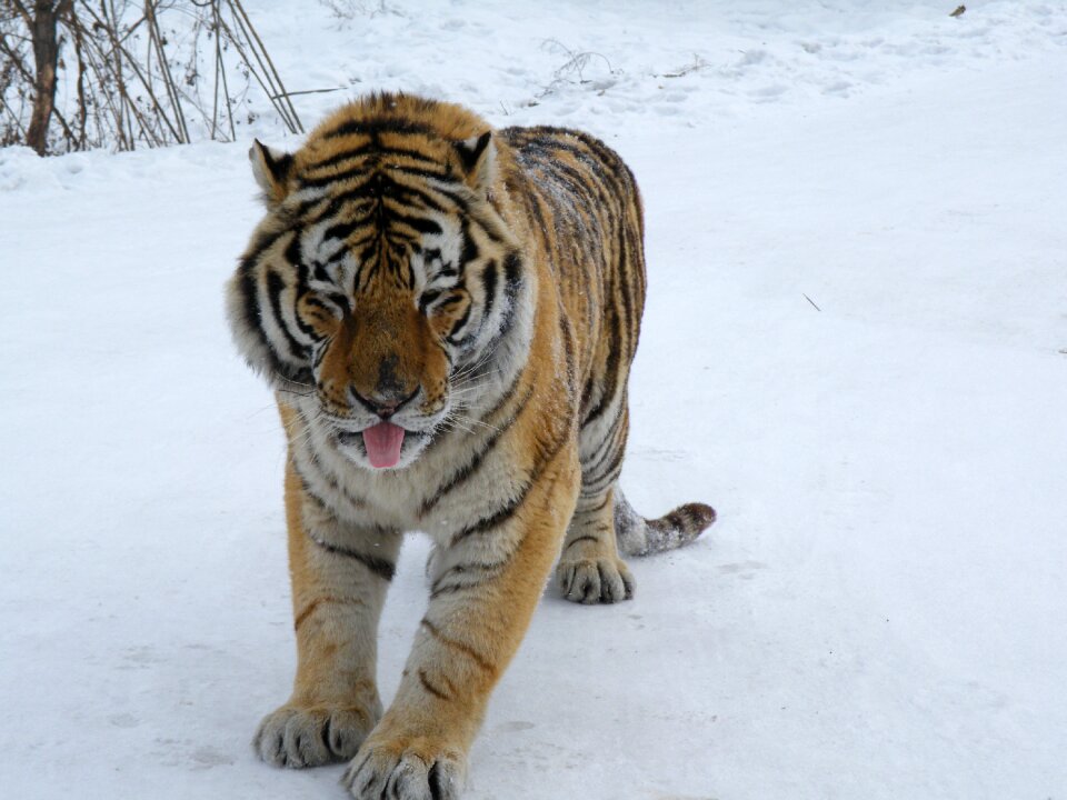 Winter snow big cat