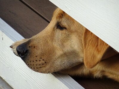 Thinking thoughtful pet photo