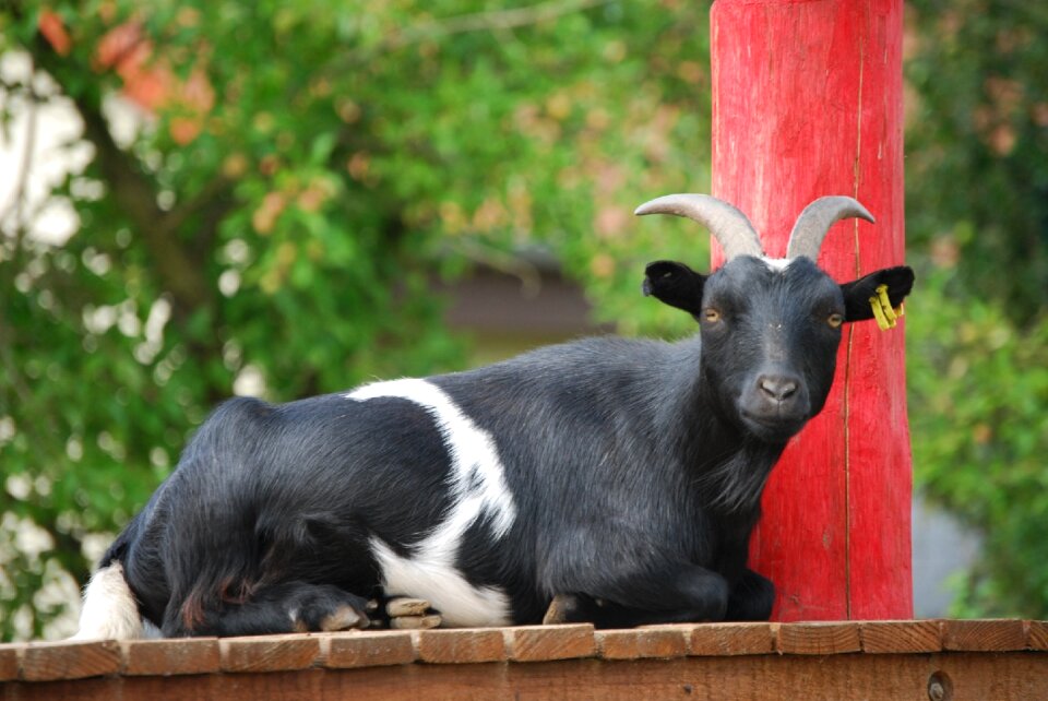 Animal portrait zoo black goat