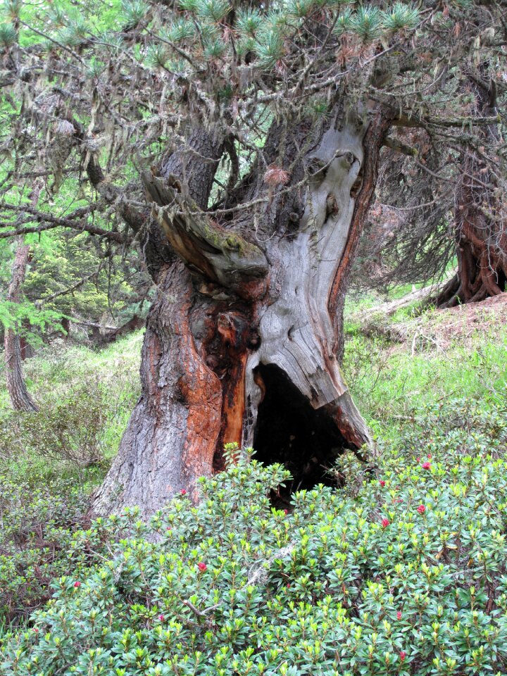 Primeval forest old tree switzerland