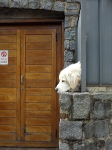 Profile dog pet golden retriever photo