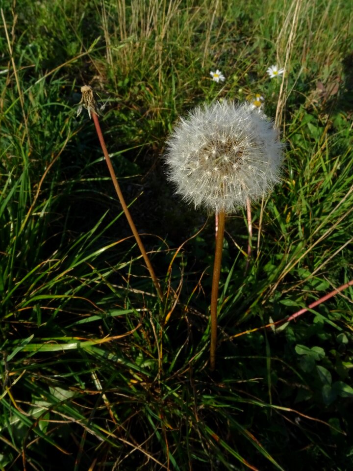 Wildflowers blossom bloom