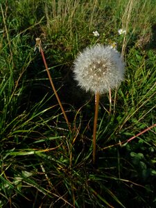 Wildflowers blossom bloom