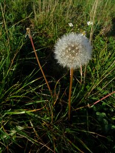 Wildflowers blossom bloom photo