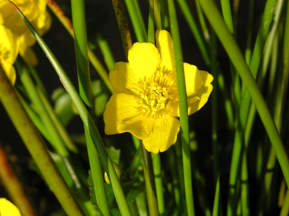 Plant yellow flower pointed flower