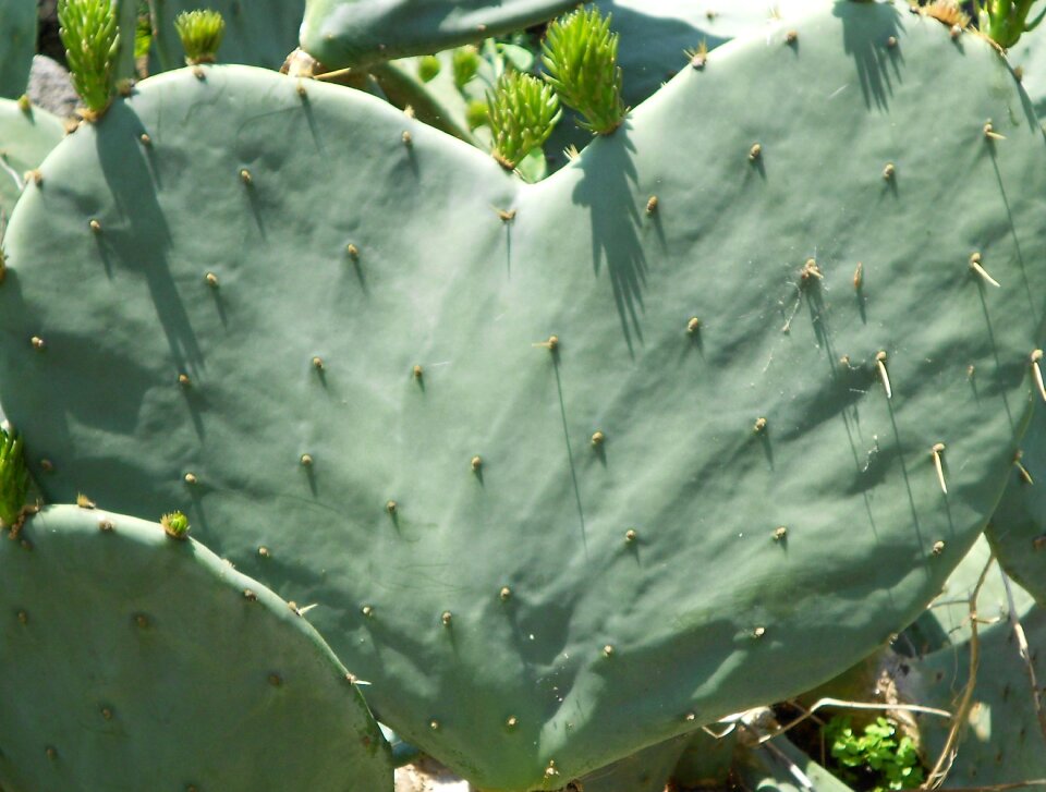 Love succulent shape