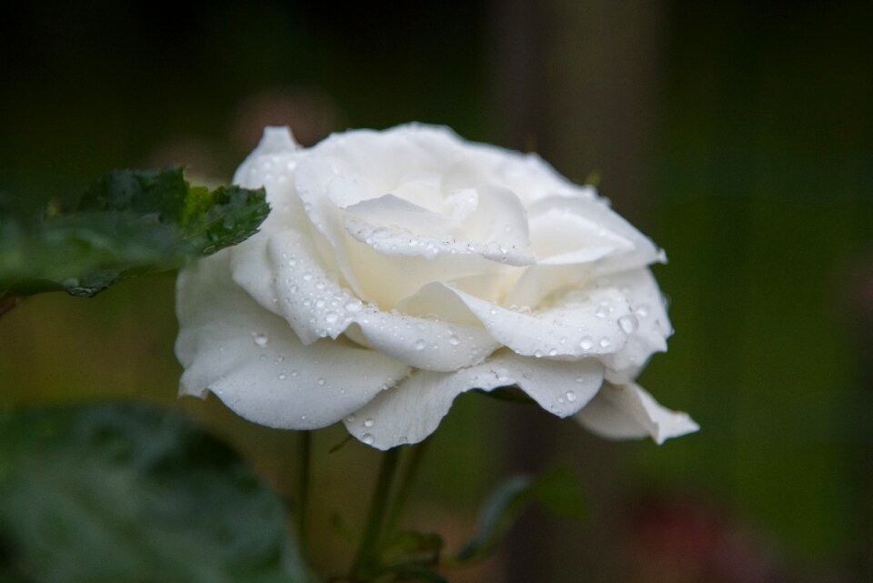 Drops natural flower