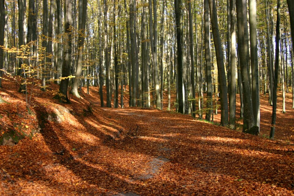 Tree nature park
