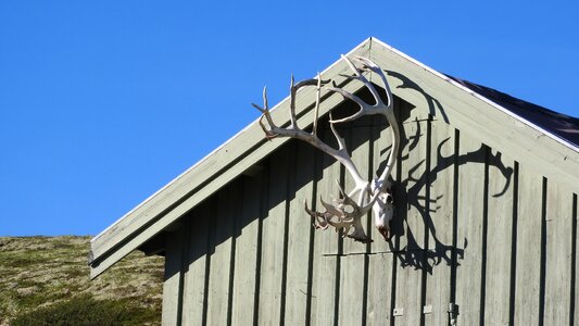 Reindeer skull tundra