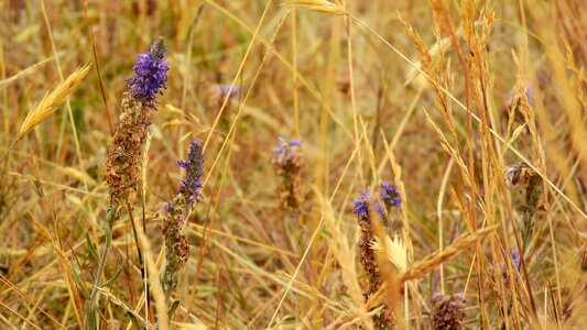 Straws flowers pasture