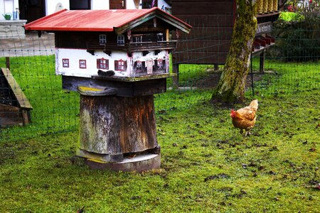 Chicken europe farm
