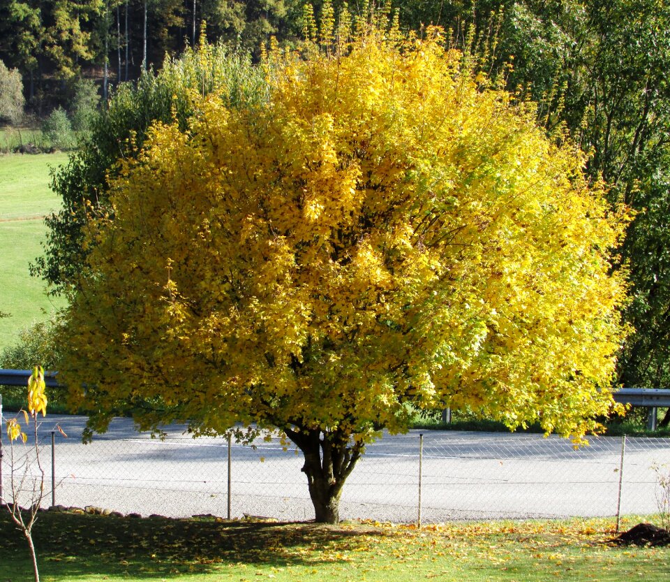 Leaves nature birch