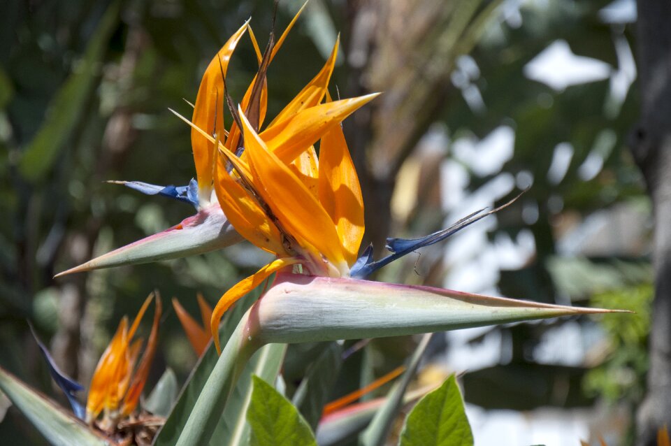 Flower estelicia bird of paradise photo